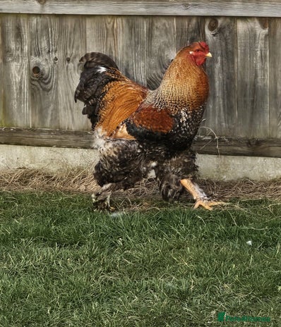 Chickens poultry - Advert 1