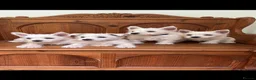 West Highland Terrier dogs for sale: ROYAL KENNEL CLUB WEST HIGHLAND TERRIES - Advert 11