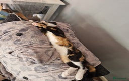 Mixed Breed cats for sale: Gorgeous calico kitten.. please read description  - Image 12