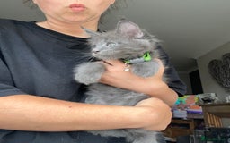 Maine Coon cats for sale: TICA registered Maine Coons, Ready end of August❤️ - Image 34