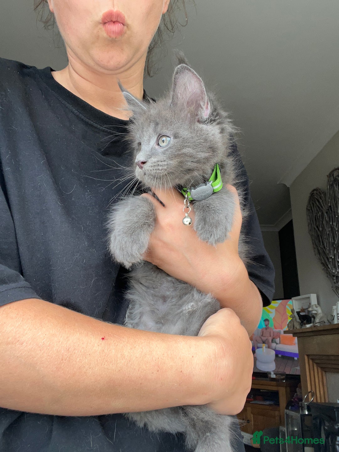 Maine Coon cats for sale: TICA registered Maine Coons, Ready end of August❤️ - Image 34