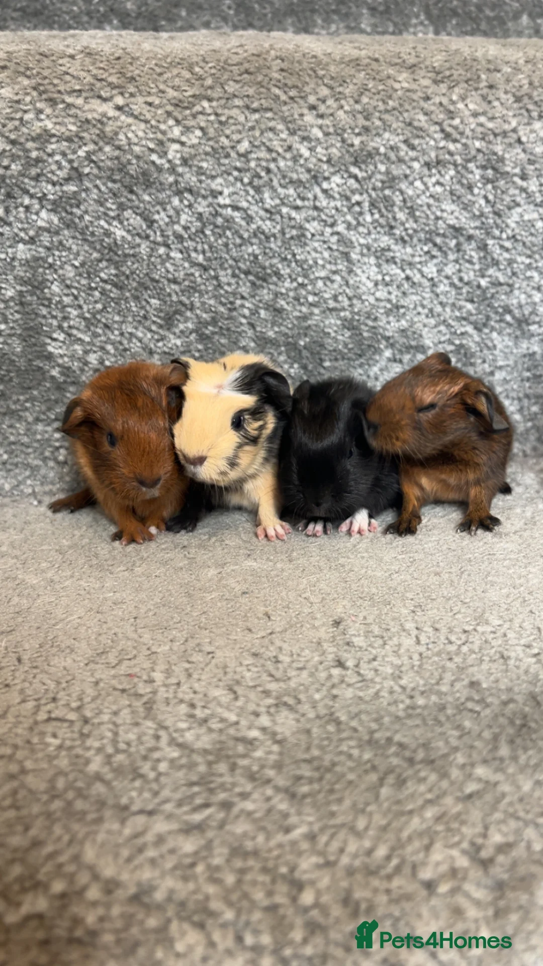 Guinea Pig rodents for sale: BABY GUINEA PIGS  - Advert 1