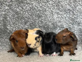 Guinea Pig rodents BABY GUINEA PIGS - Advert 11