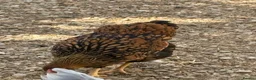 Chickens poultry for sale: Gold Laced Wyandotte LF pullet - Advert 5