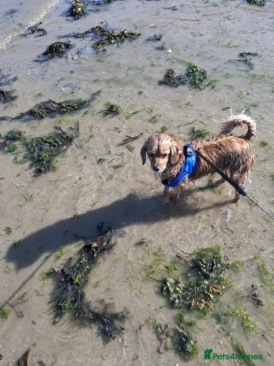 Cavapoochon dogs for stud: Cavapoochon Stud Dog - Advert 9