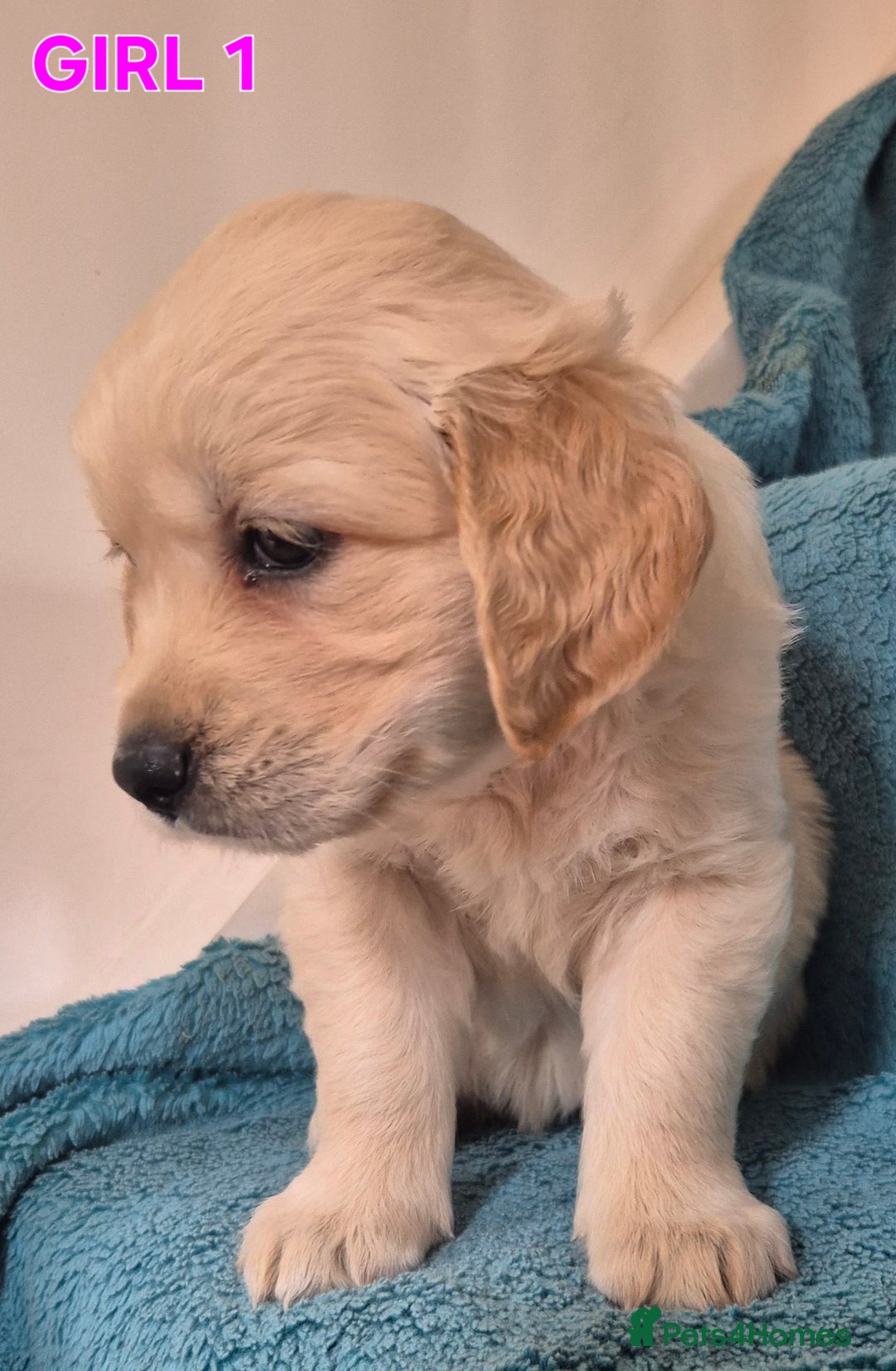 Golden Retriever dogs for sale: Show type Golden Retrievers health tested parents - Image 30