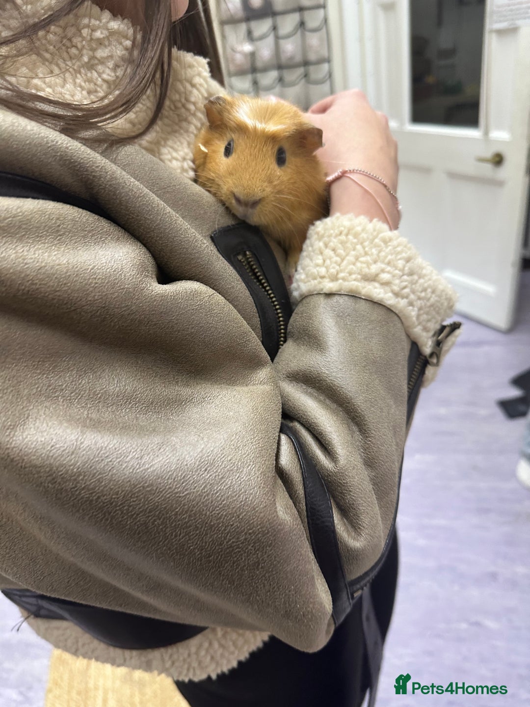Guinea Pig rodents for sale: looking for a good home! - Image 5