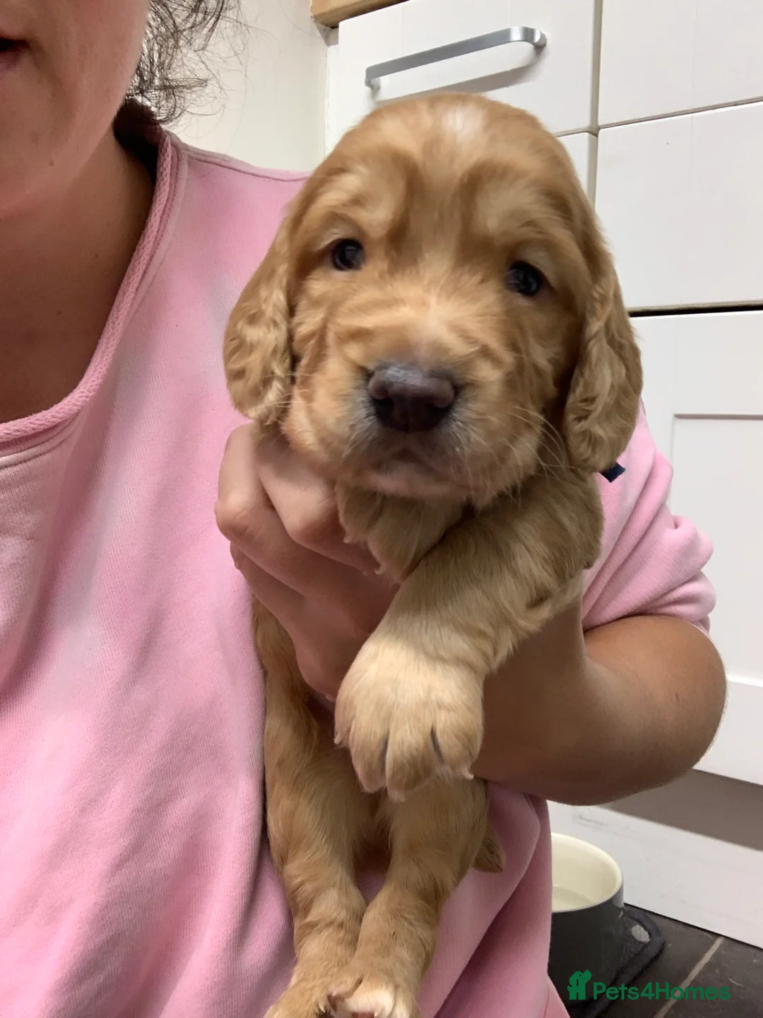 Cocker Spaniel dogs for sale: Golden cocker spaniel pups  - Advert 38