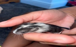 Gerbil rodents for sale: Need loving homes to go to be ready at 6 weeks - Image 1