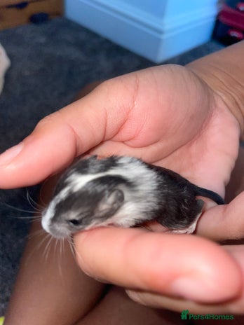 Gerbil rodents - Advert 1