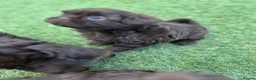Shih Tzu dogs for sale: Stunning Solid Chocolate Kc Imperial Pups - Advert 7