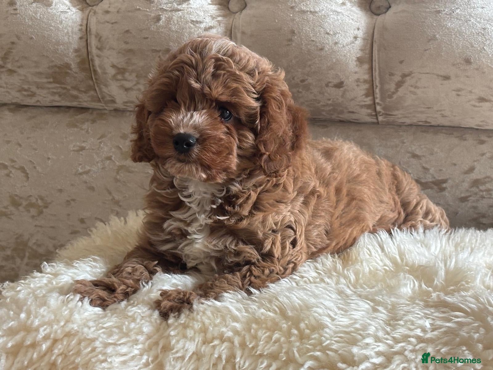 Cavapoo dogs ❤️ Health tested F1B cavapoo ❤️ - Advert 1