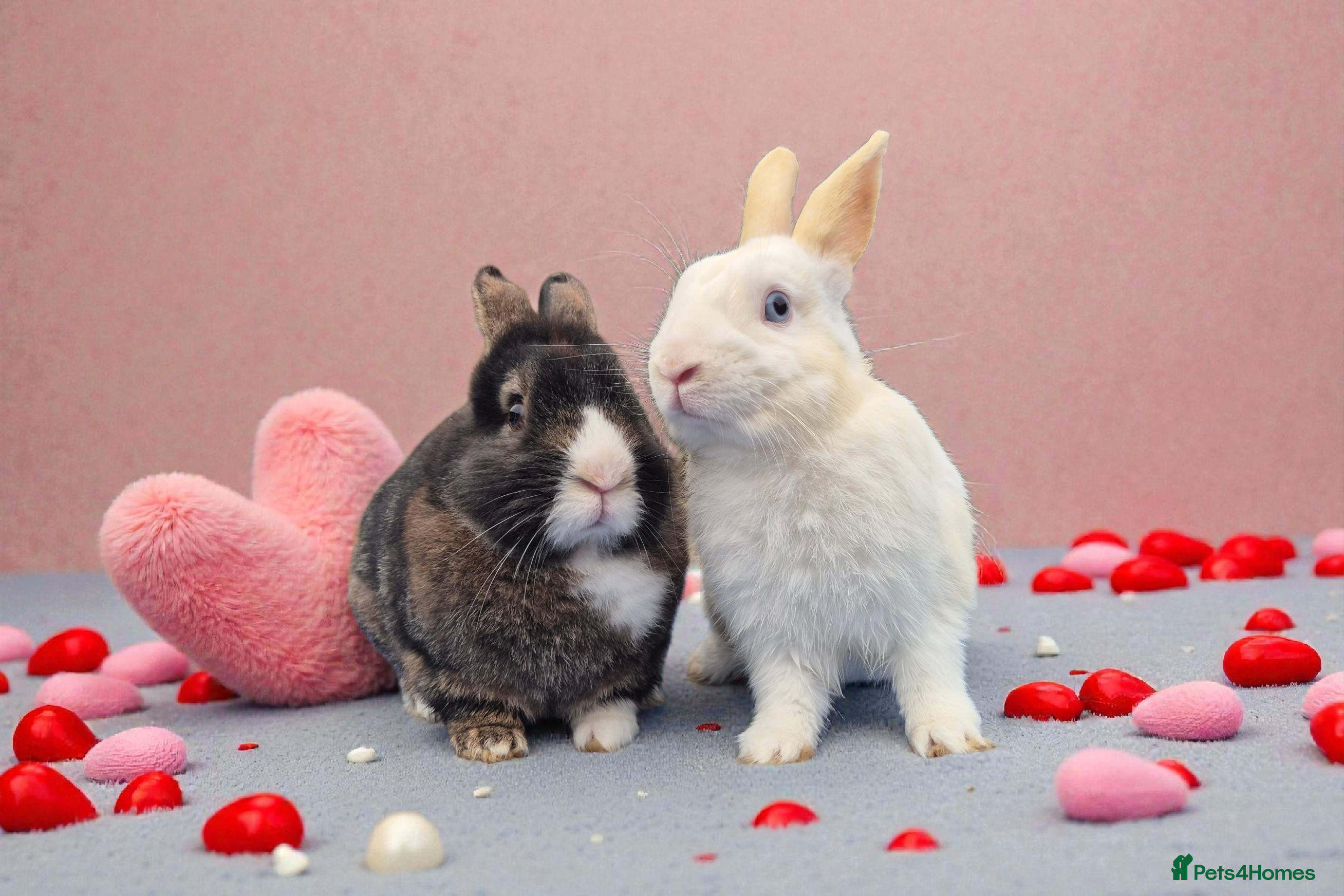 Mixed Breed rabbits Castrated, vaccinated, bonded  - Advert 1