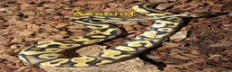 Python Snake reptiles for sale: Ball pythons (8mth). Pied/Firefly/Gene X/Mojave) - Advert 11