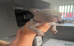 French Bulldog dogs for sale: Ready to leave on the 12th of September - Image 38