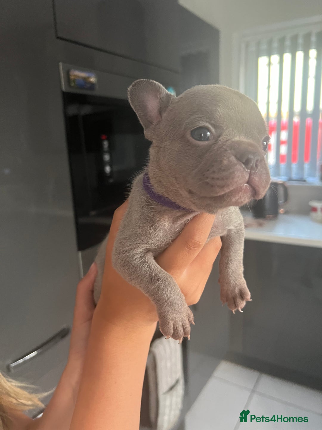 French Bulldog dogs for sale: Ready to leave on the 12th of September - Image 38