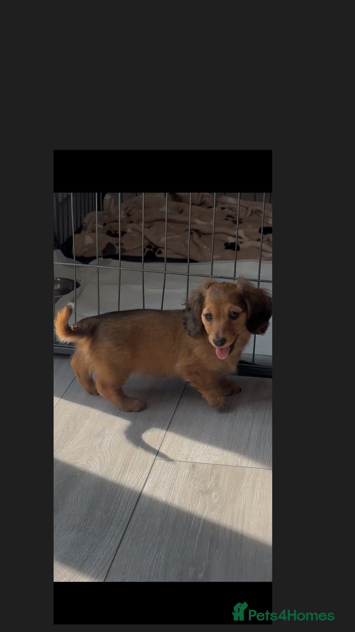 Miniature Dachshund dogs ready to leave today kc reg male  - Advert 18