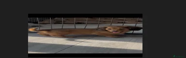 Miniature Dachshund 1