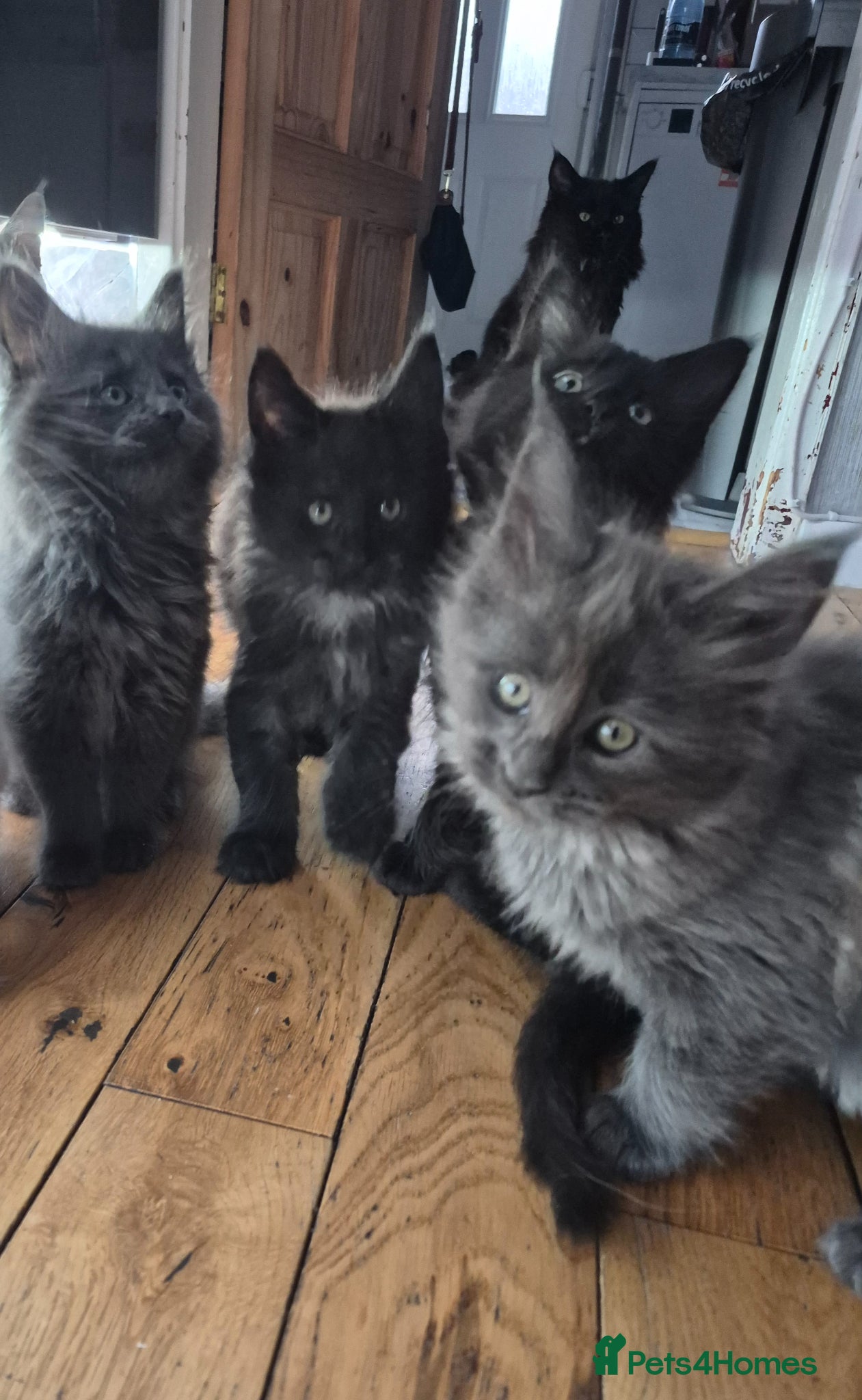 Maine Coon cats Beautiful Maine coon kittens - Advert 8
