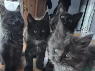 Maine Coon cats Beautiful Maine coon kittens - Advert 8