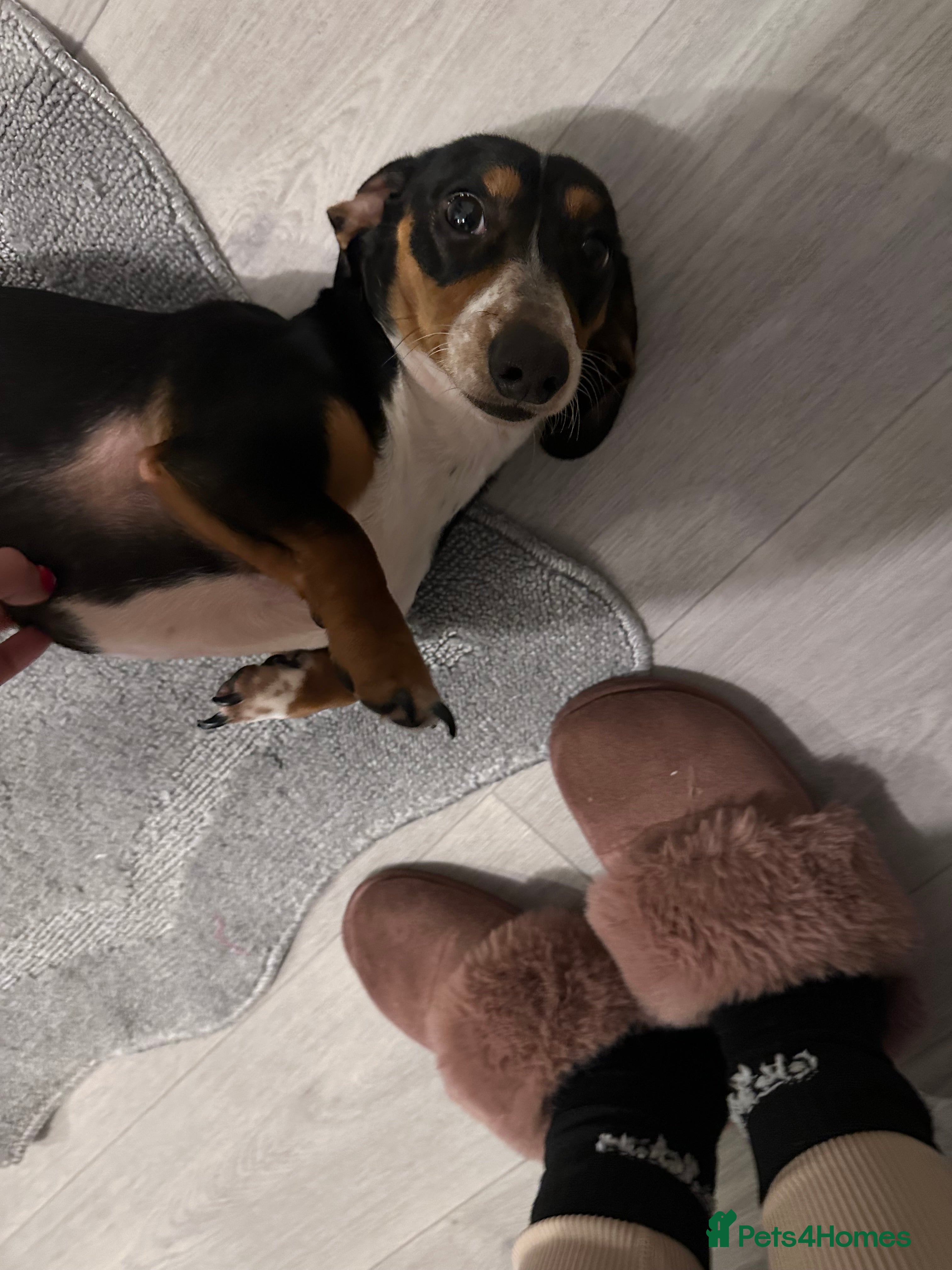 Dachshund dogs Boy dashund  - Advert 3