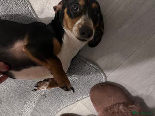 Dachshund dogs Boy dashund - Advert 3