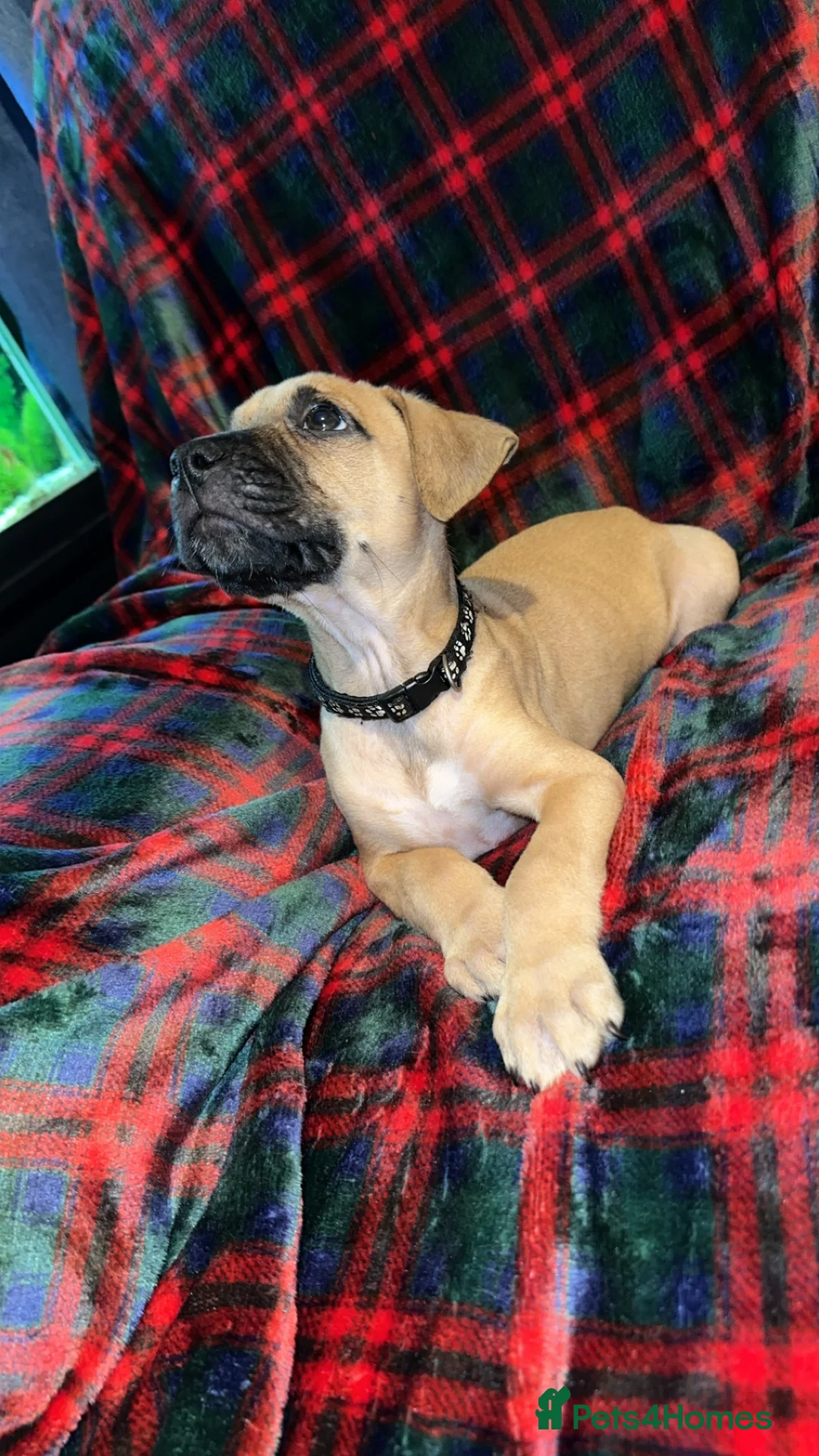 Mixed Breed dogs for sale: Staff X Sharpei puppies  - Advert 3