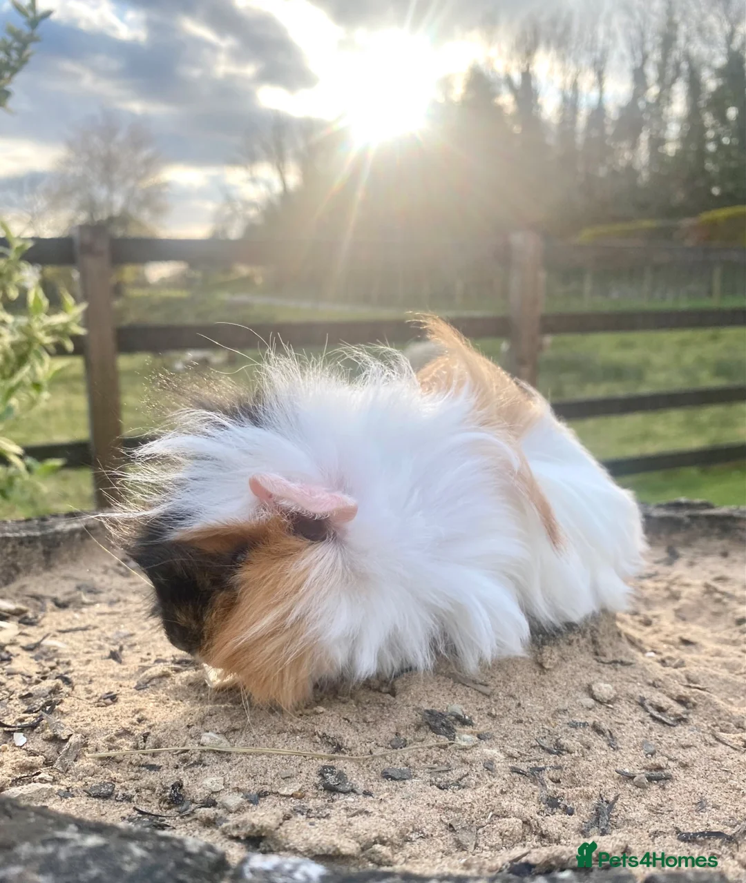 Guinea Pig rodents for sale: Guinea Pig Looking for their forever homes  - Advert 6