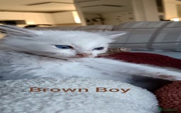 Ragdoll cats for sale: Ragdoll kittens  - Image 4