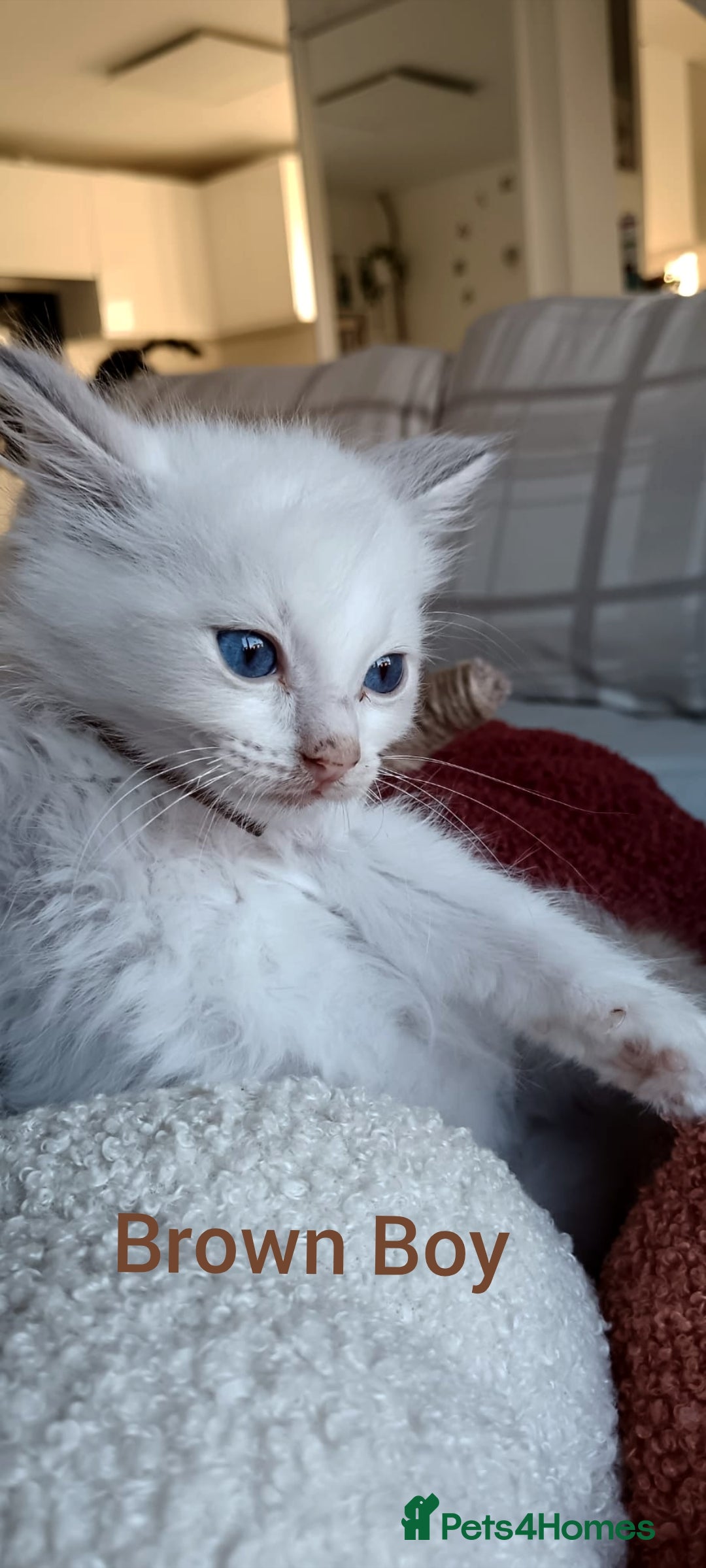Ragdoll cats for sale: Ragdoll kittens  - Image 4