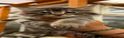 Maine Coon cats for sale: GCCF Fully Registered Maine Coon Kittens  - Advert 20