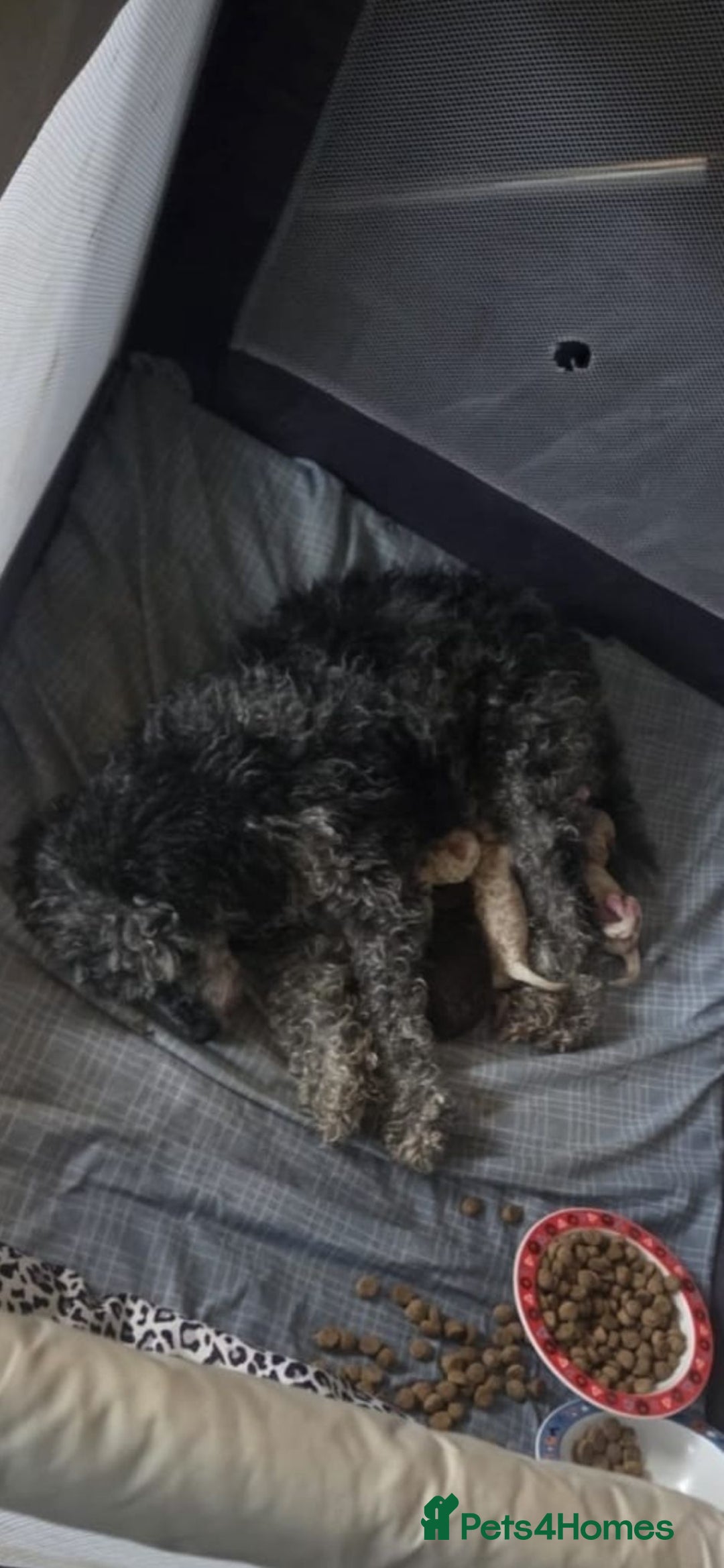 Miniature Poodle dogs for sale: Beautiful miniature cream poodles - Advert 1