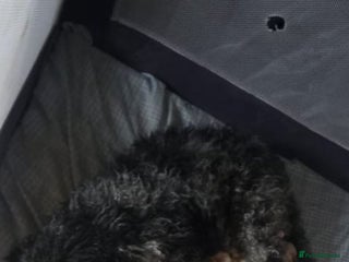 Miniature Poodle dogs Beautiful miniature cream poodles - Advert 5