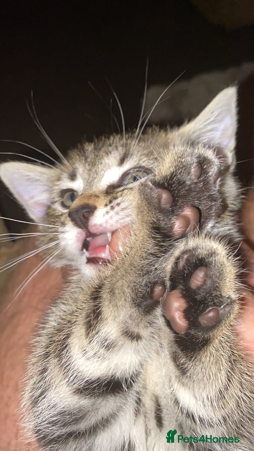 Bengal cats for sale: 🐾 BeautifulBengal Cat for Sale — Meet Cricket 🐾 - Image 9