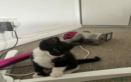 Mixed Breed cats for sale: Mixed breed cats  - Image 15