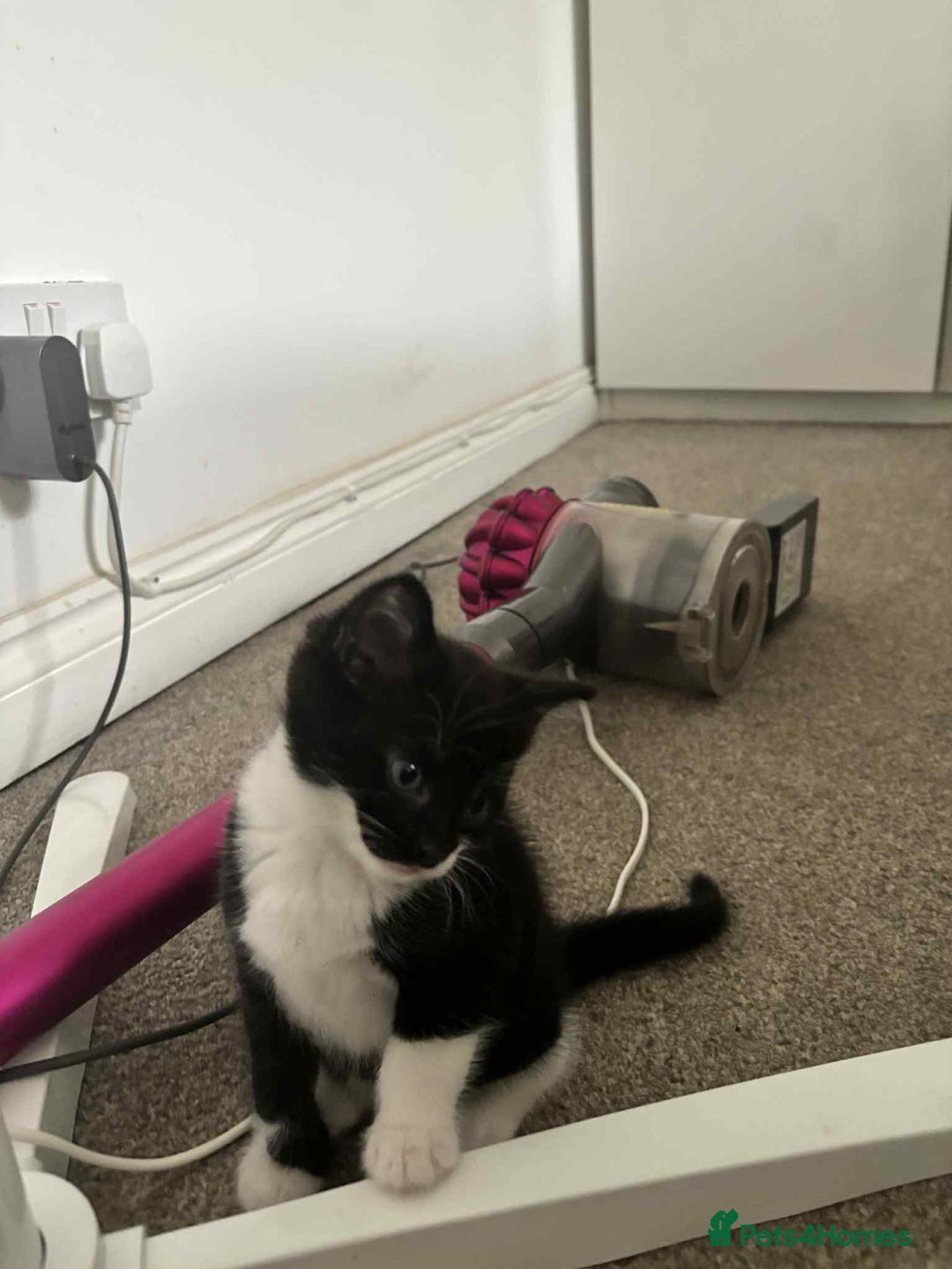 Mixed Breed cats for sale: Mixed breed cats  - Image 15