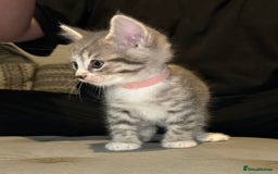 Domestic Shorthair cats for sale: Grey & White Tabby (DSH)  - Image 4