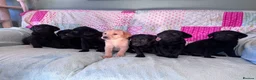 Labrador Retriever dogs for sale: KC Working Labrador Puppies–Health Tested- 3 left! - Advert 1