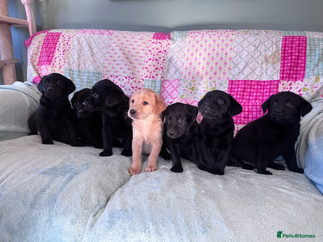 Labrador Retriever dogs for sale: KC Working Labrador Puppies–Health Tested- 3 left! - Advert 1