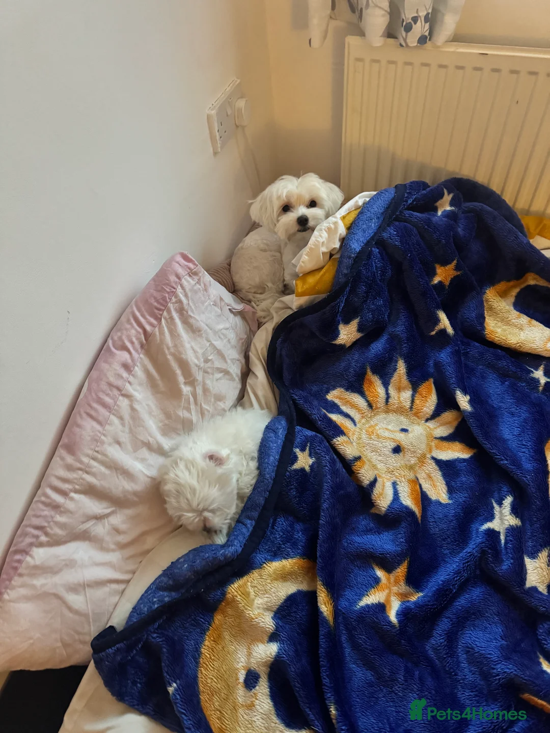Maltese dogs for sale: PUREBRED BEAUTIFUL GIRL MALTESE !!! - Advert 2