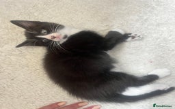 Norwegian Forest Cat cats for sale: Norwegian forest X kittens  - Image 8