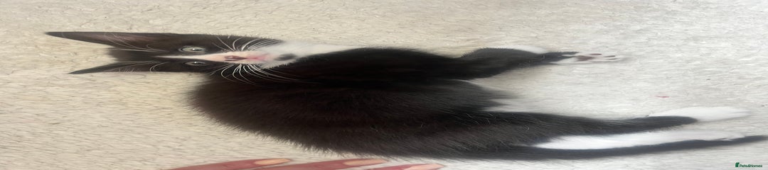 Norwegian Forest Cat Kitten 1