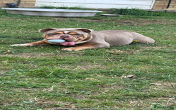 English Bulldog dogs for sale: Beautiful Female English Bulldog for sale  - Advert 4