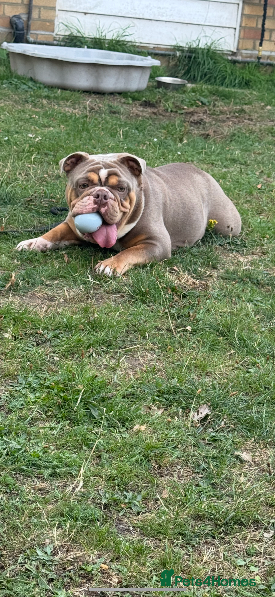 English Bulldog dogs for sale: Beautiful Female English Bulldog for sale  - Advert 4