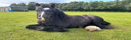 Irish Cob horses for sale: Marley in Dundee - Advert 2