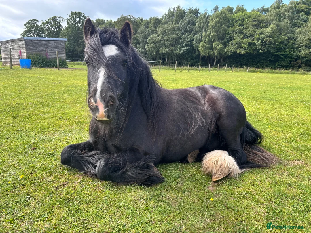 Irish Cob horses for sale: Marley in Dundee - Advert 2