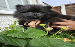 Pomeranian dogs for sale: KC registered  ** mall black Pomeranian Boys - Image 4