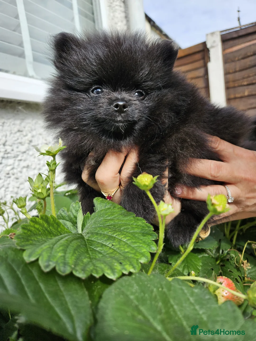 Pomeranian dogs for sale: KC registered  ** mall black Pomeranian Boys - Advert 4