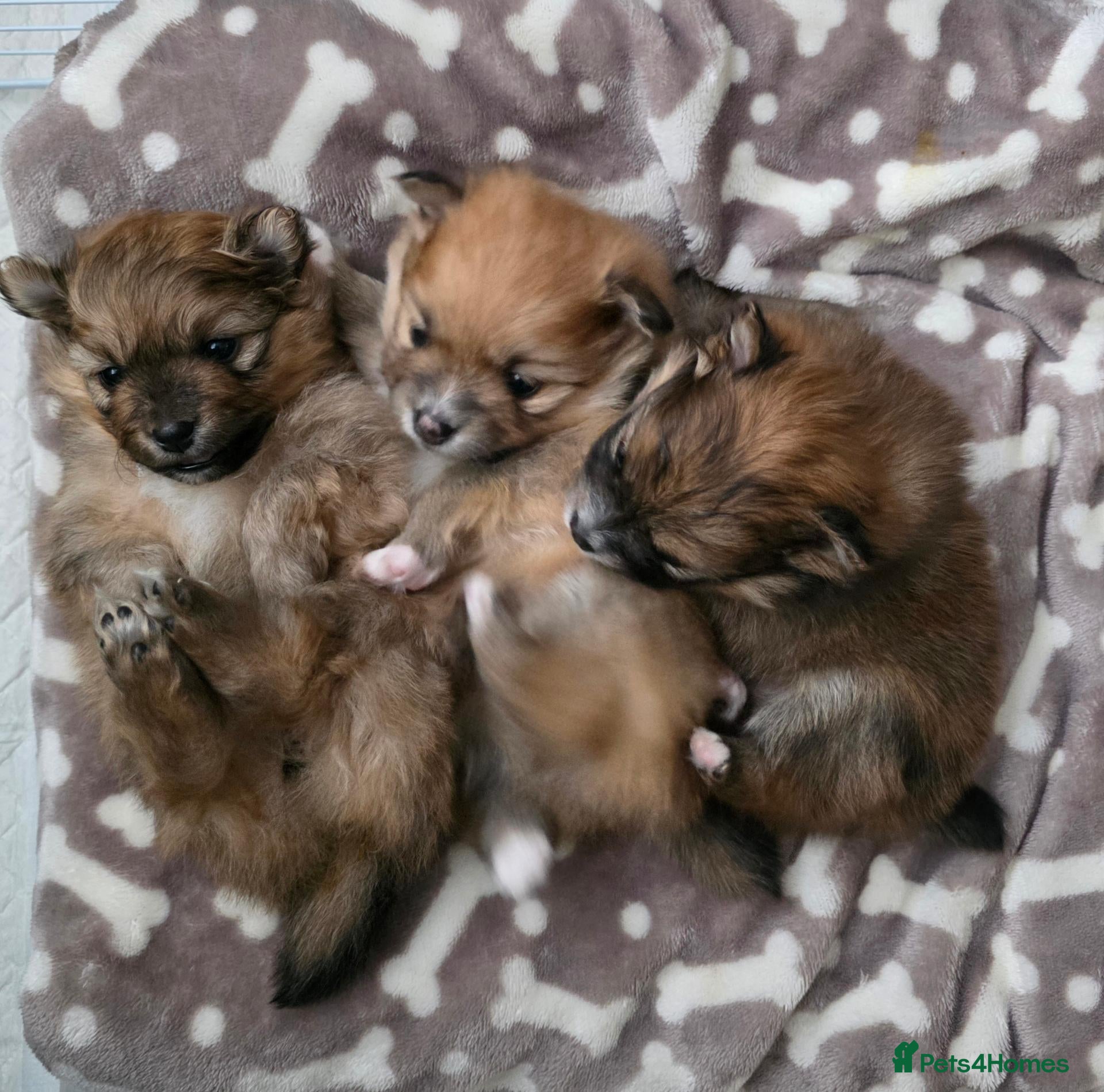 Pomeranian dogs 3 Beautiful Pomeranian Girls💕 - Advert 9
