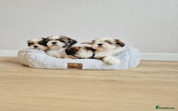 Shih Tzu dogs for sale: Shihtzu  - Image 25